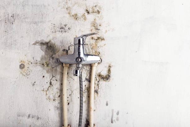 Best Residential Mold Removal  in Upper Brookville, NY