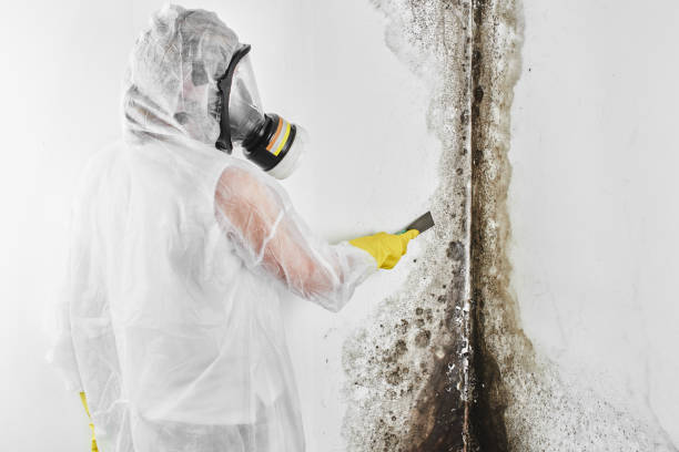 Best Crawl Space Mold Removal  in Upper Brookville, NY