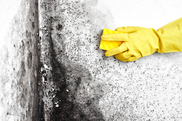 Best Office Mold Removal Services  in Upper Brookville, NY