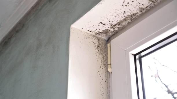 Best Attic Mold Removal  in Upper Brookville, NY