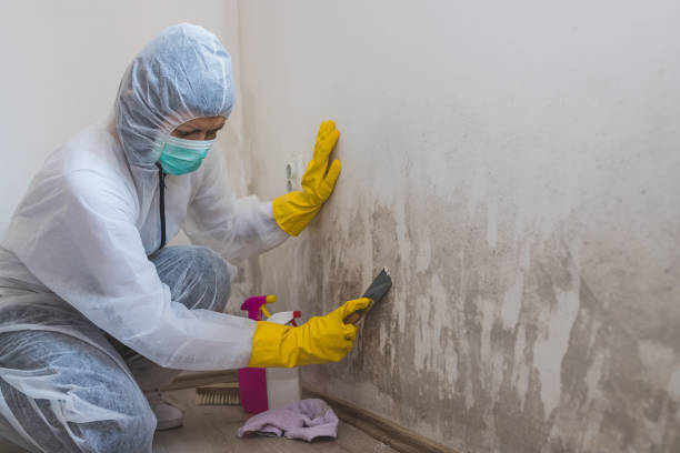 Best Certified Mold Removal  in Upper Brookville, NY