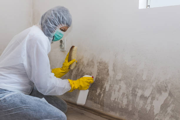 Attic Mold Removal in Upper Brookville, NY