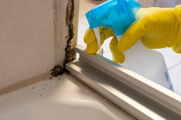 Best Professional Mold Removal  in Upper Brookville, NY