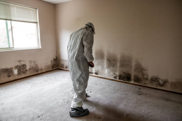 Best Mold Damage Repair  in Upper Brookville, NY