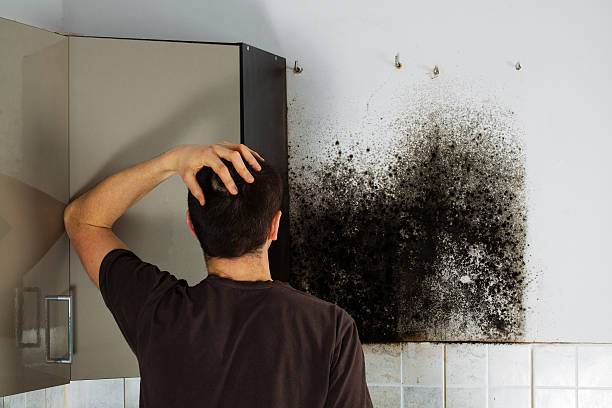 Best Local Mold Removal Service  in Upper Brookville, NY