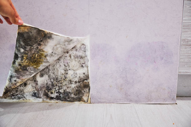 Best Commercial Mold Removal  in Upper Brookville, NY